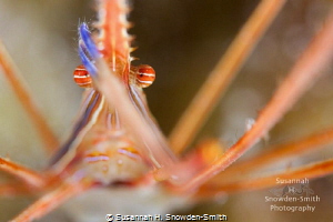"Hamlet"

An arrow crab strikes a Shakespearean pose. by Susannah H. Snowden-Smith 